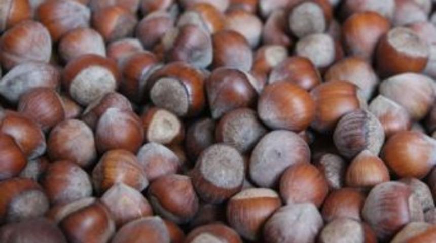 Fındık Fiyatı Yerinde Sayıyor