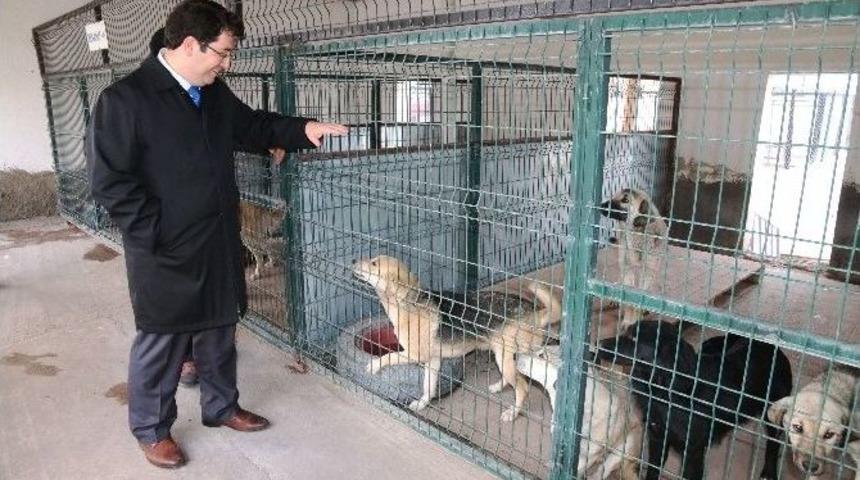 Aksaray Belediyesi Sokak Hayvanlarını Unutmadı