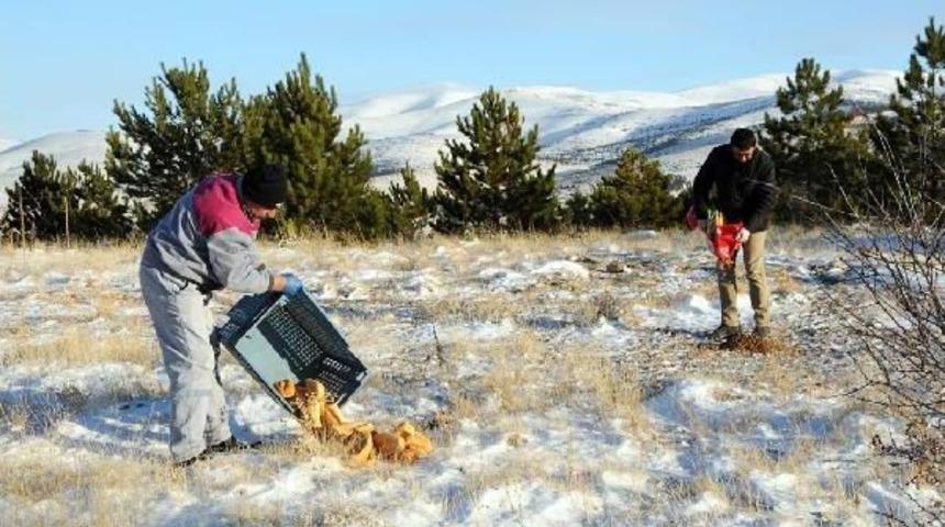 Kırşehir'de Yaban Hayvanları Için Doğaya Yem Bırakıldı