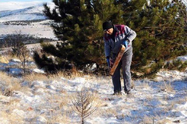 Kırşehir'de Yaban Hayvanları Için Doğaya Yem Bırakıldı