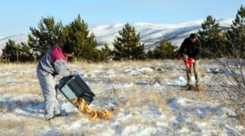 Belediye Ekipleri Yaban Hayvanlarına Yem Bıraktı