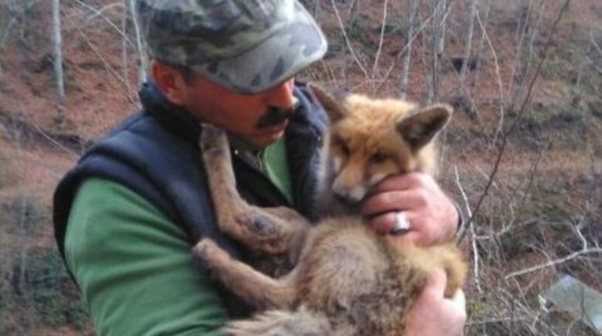 A&ccedil; Kalan Tilki, Belediyeye Sığındı