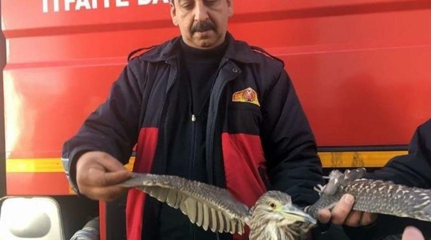 Balık&ccedil;ıl Poyraza Direnemedi