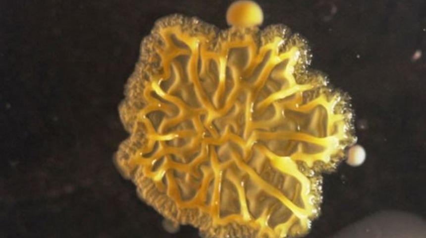 Cep telefonlarında yaşayan tehlike