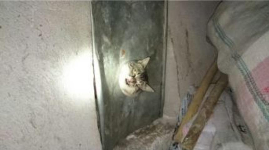 Haylaz Kedinin Yardımına İtfaiye Yetişti