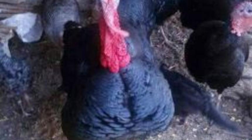 Yılbaşı Hindilerinin Fiyatı 135 Tl&rsquo;yi Buldu