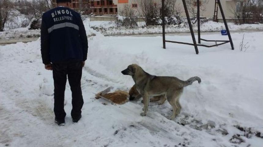 Bing&ouml;l Belediyesi Sokak Hayvanları İ&ccedil;in Doğaya Yem Bıraktı