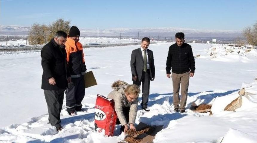 Sokak Hayvanları İçin Doğaya Yem Bırakıldı