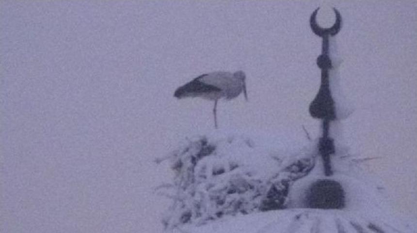 Iğdır'da Leylek Kar Altında Kaldı