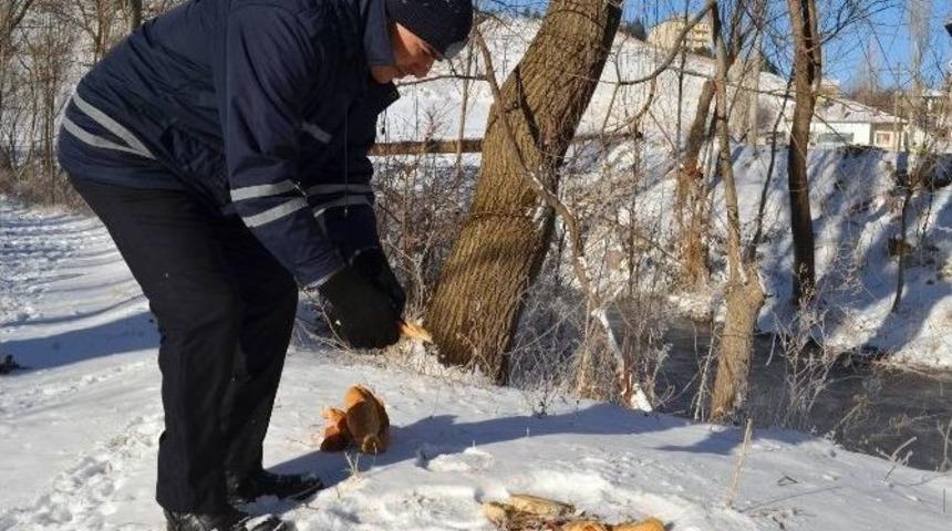 Bünyan Belediyesi Sokak Ve Yaban Hayvanlarını Unutmuyor