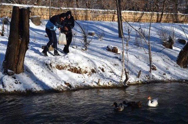 Bünyan Belediyesi Sokak Ve Yaban Hayvanlarını Unutmuyor