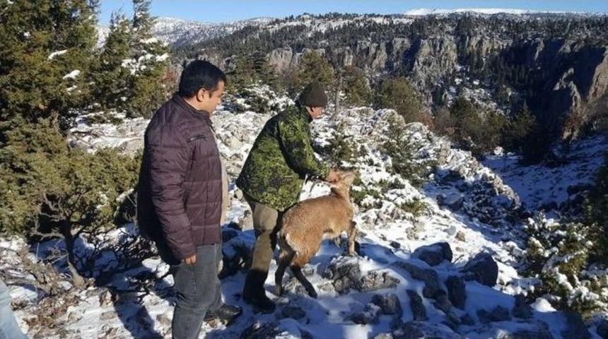 Su Arkında Bulunan Yaban Ke&ccedil;isi Doğaya Salındı