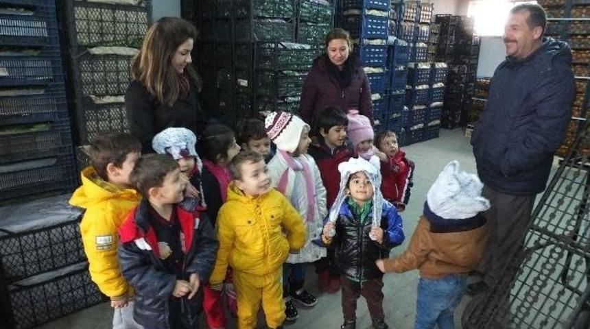Anaokulu &Ouml;ğrencileri Meyveleri Tanıdı, Alışveriş Yaptı