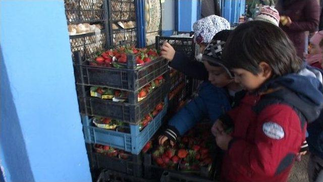 Anaokulu Öğrencileri Meyveleri Tanıdı, Alışveriş Yaptı