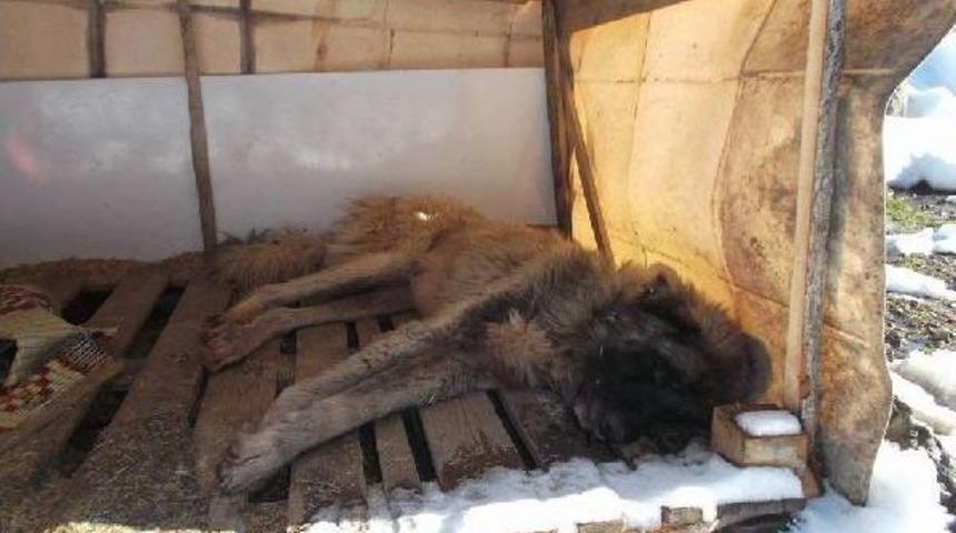 4'&uuml; Yavru 5 K&ouml;pek Soğuktan Dondu