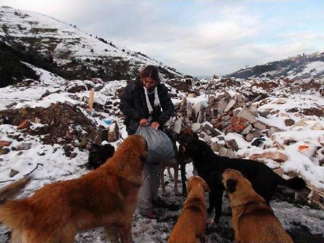 4'ü Yavru 5 Köpek Soğuktan Dondu