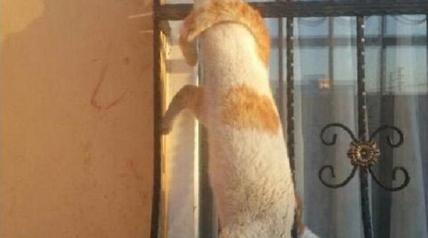 Bacağı Demir Korkuluğa Sıkışan Kediyi Itfaiye Kurtardı