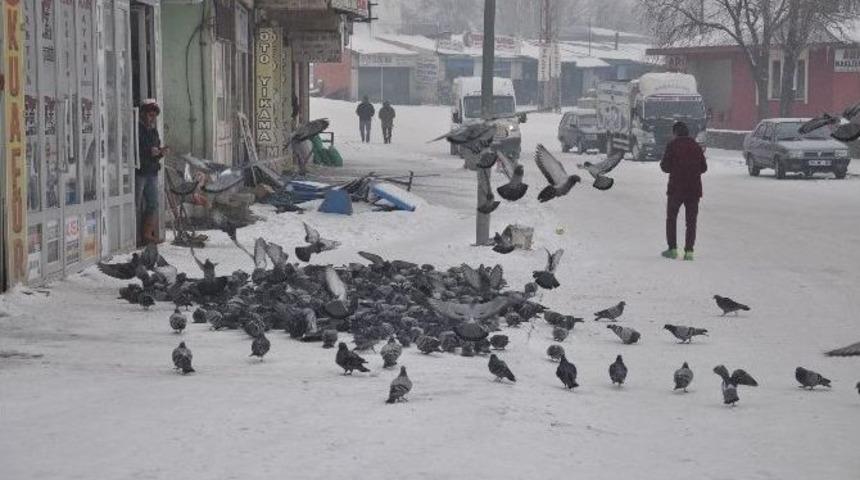 Her Sabah Kuşları Doyuruyorlar