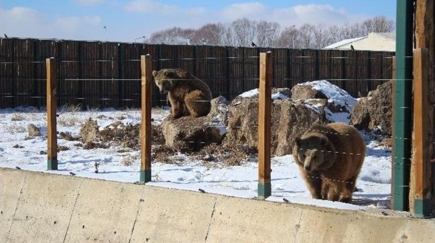 Anadolu Harikalar Diyarı&rsquo;ndaki Hayvanlara &Ouml;zel Isıtma