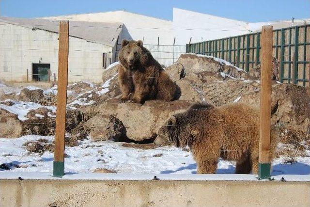 Anadolu Harikalar Diyarı’ndaki Hayvanlara Özel Isıtma