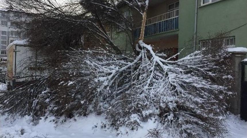 Kar Yağışı Ağa&ccedil;ların Kırılmasına Neden Oldu