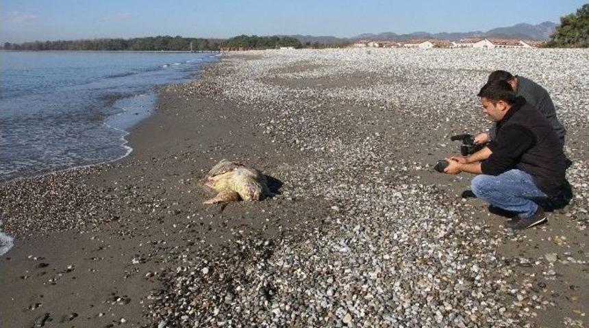 Fethiye Sahiline &Ouml;l&uuml; Caretta Vurdu