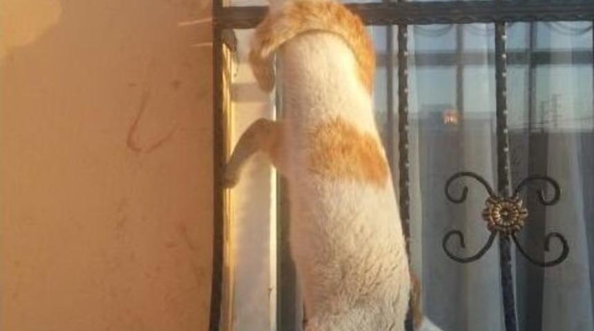 Askıda Kalan Kediyi İtfaiye Kurtardı