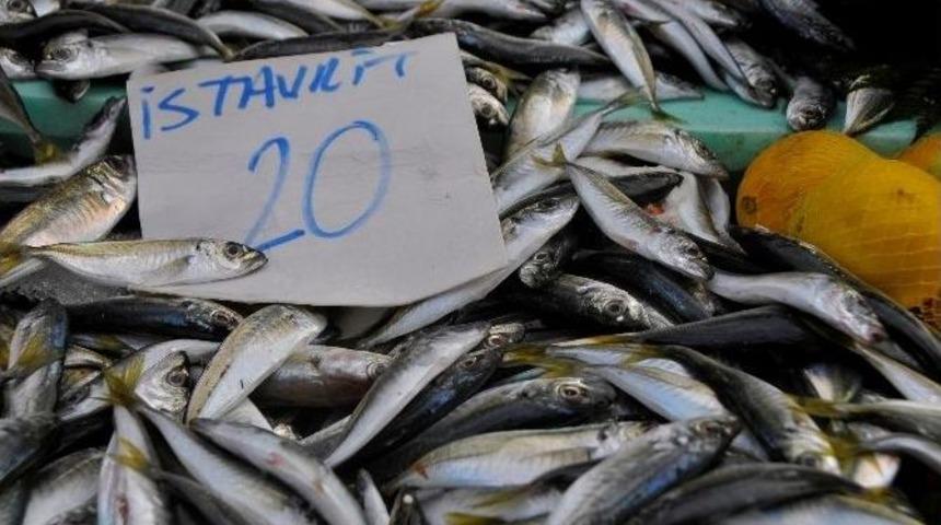 İstavrit Fiyatı Tavan Yaptı