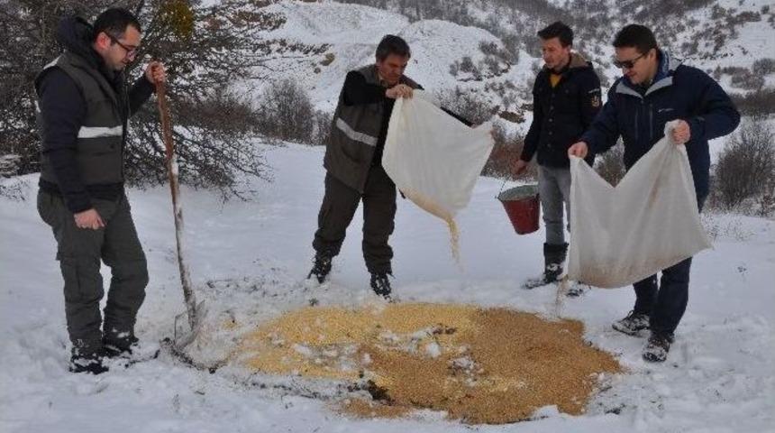 Yoğun Kar Yağışında Yaban Hayvanları Unutulmadı