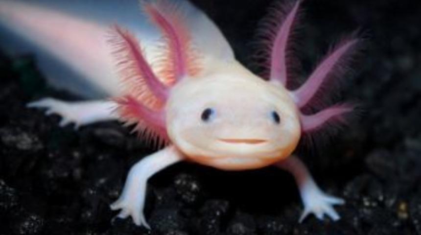 Meksikalı Y&uuml;r&uuml;yen Balık Aksolotl Aqua Vega&rsquo;da Ziyaret&ccedil;ilerini Bekliyor