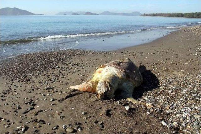 Fethiye'de Telef Olan Deniz Kaplumbağası Kıyıya Vurdu