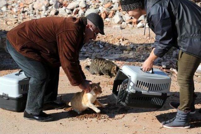 Kentsel Dönüşüm Yüzlerce Kediyi Sokakta Bıraktı