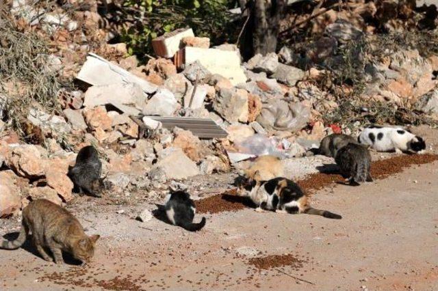 Kentsel Dönüşüm Yüzlerce Kediyi Sokakta Bıraktı