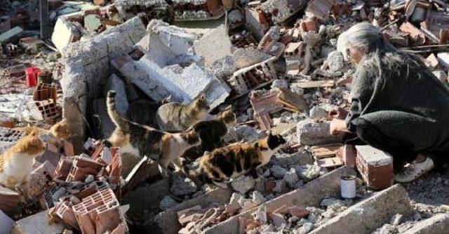 Kentsel Dönüşüm Yüzlerce Kediyi Sokakta Bıraktı