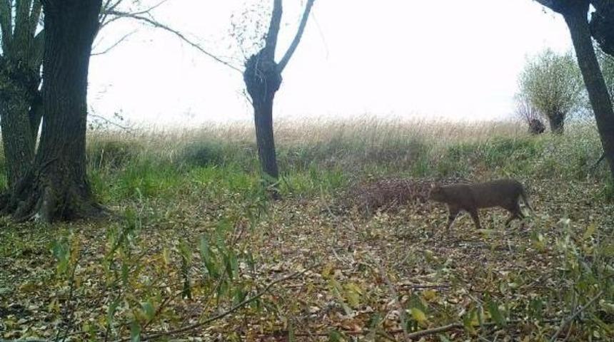 Kafkas K&ouml;kenli Saz Kedisi Mercek Altında