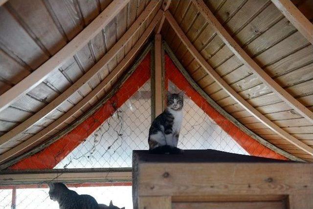 Antalya&rsquo;da Kedi &Ouml;l&uuml;mlerine Kameralı &Ouml;nlem 2