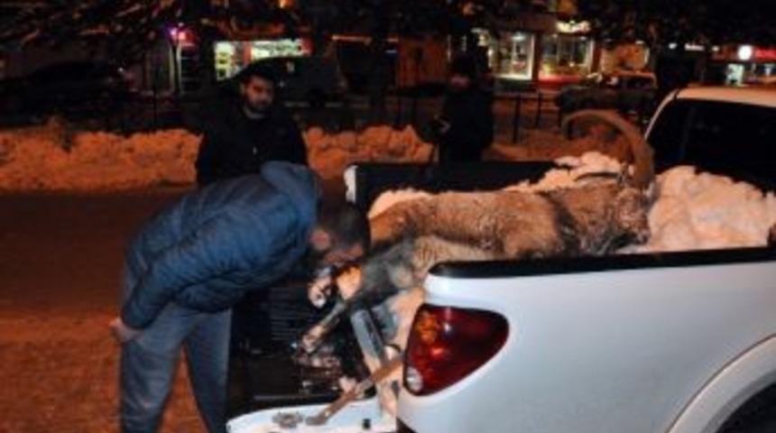 P&uuml;l&uuml;m&uuml;r Vadisi&rsquo;nde Bir Dağ Ke&ccedil;isi Ka&ccedil;ak Avcıların Hedefi Oldu