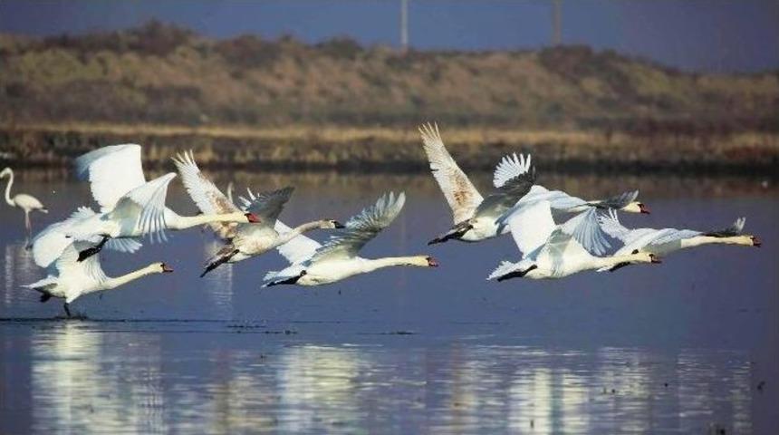 Gala G&ouml;l&uuml;&rsquo;nde Kuş G&ouml;zlemcisi Ve Amat&ouml;r Fotoğraf&ccedil;ılara Engel