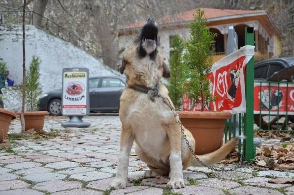 (&ouml;zel Haber) Soma&rsquo;da Kuduz Endişesi