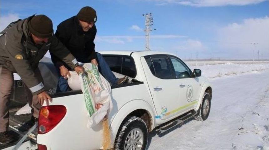 Karaman&rsquo;da Yaban Hayvanlarına Yem Desteği