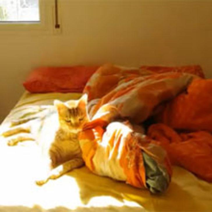 Yatakta Ne kadar Kalabilirsiniz?