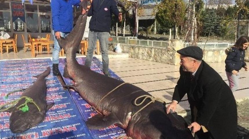 Ekmek Arası K&ouml;pekbalığı