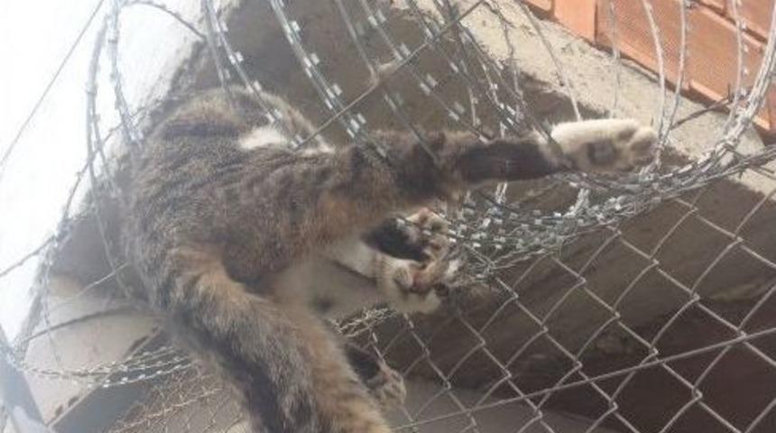 Dikenli Tellere Takılan Kedi, İtfaiye Tarafından Kurtarıldı