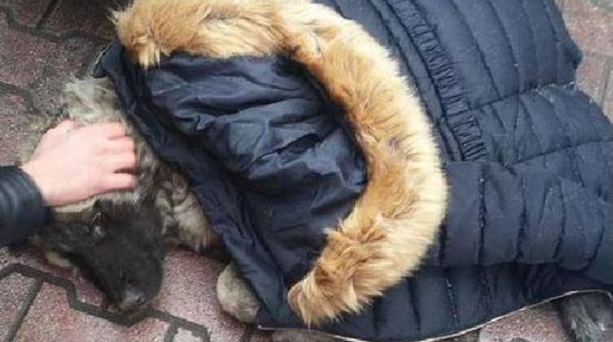 Sıfır Derecenin Altında, Montunu &Ccedil;ıkartıp Yaralı K&ouml;peğin &Uuml;zerine &Ouml;rtt&uuml;