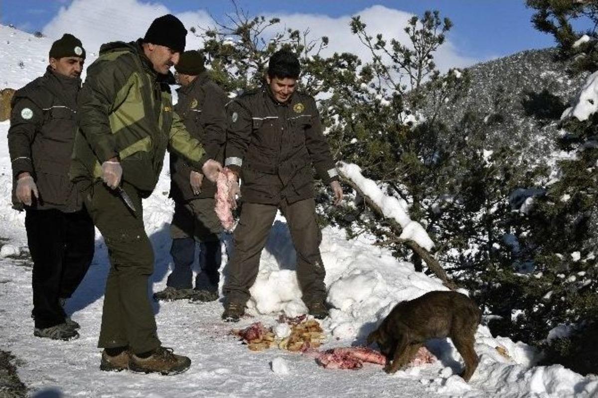 G&uuml;m&uuml;şhane&rsquo;de Sokak Hayvanları Ve Yaban Hayatı Unutulmuyor