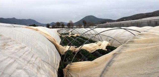 Gazipaşa'da Fırtınanın Zararı Ortaya Çıkıyor