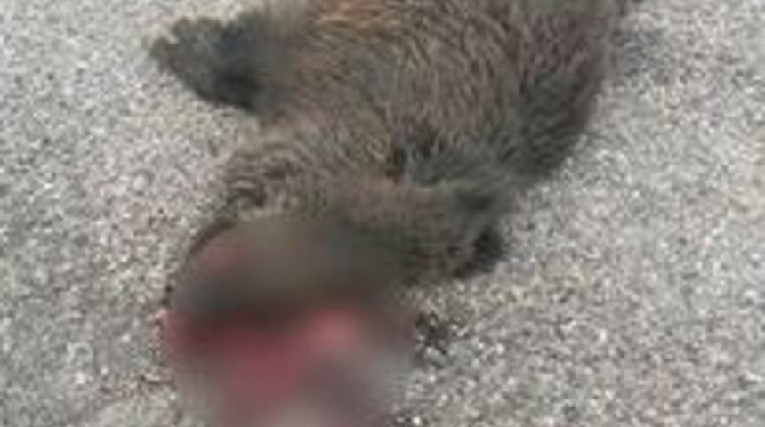 Otomobilin &Ouml;n&uuml;ne Fırlayan Yaban Domuzu Telef Oldu