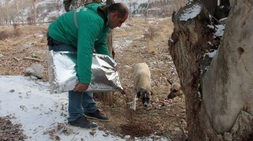 &Ccedil;ankaya Belediyesi&rsquo;nden Sokak Hayvanlarına Kuru Mama