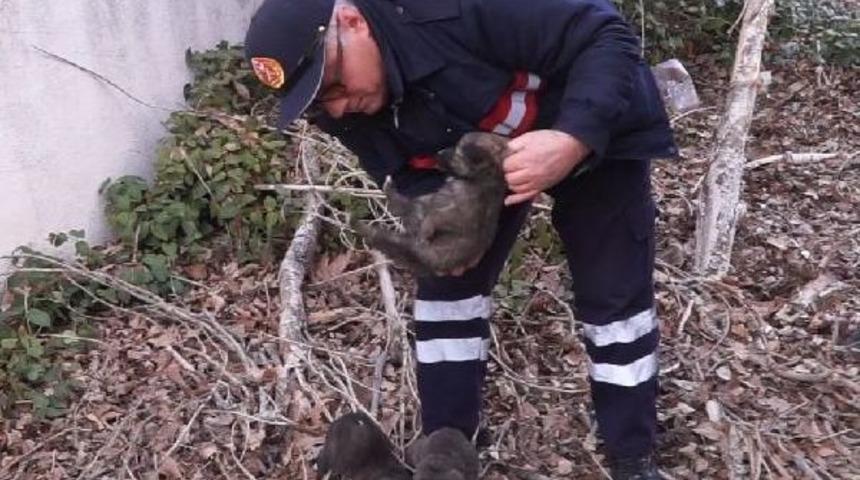 Yavru K&ouml;pekleri Alevlerden Itfaiye Kurtardı