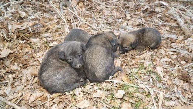 Yavru Köpekleri Alevlerden Itfaiye Kurtardı